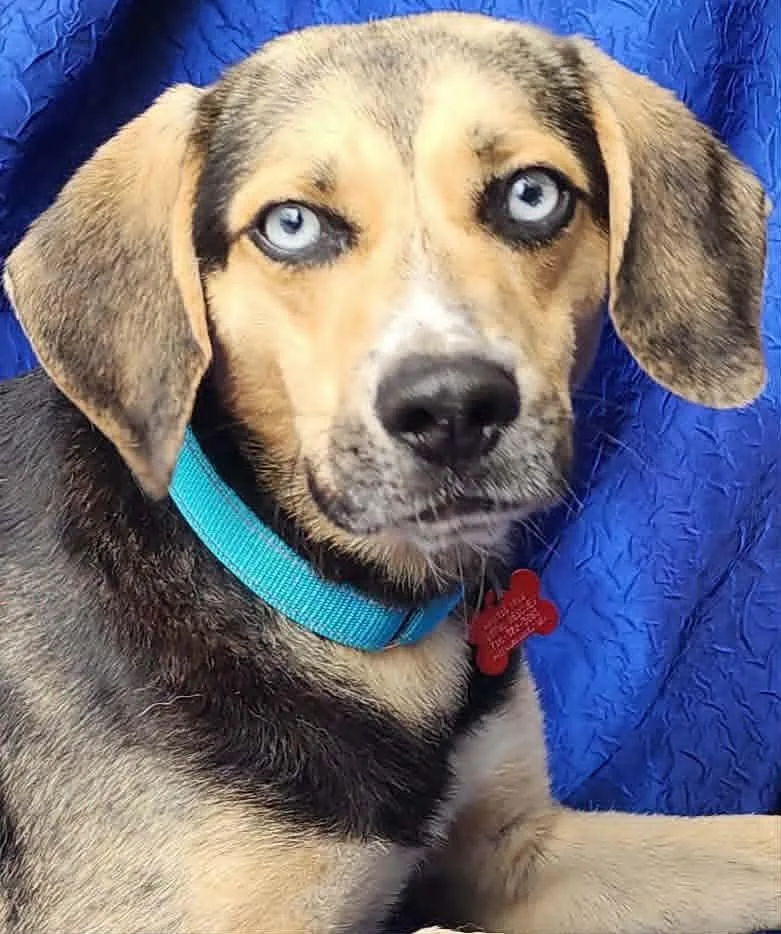 A young medium-sized male Beagle dog named Brahm for adoption in Cuba, NY