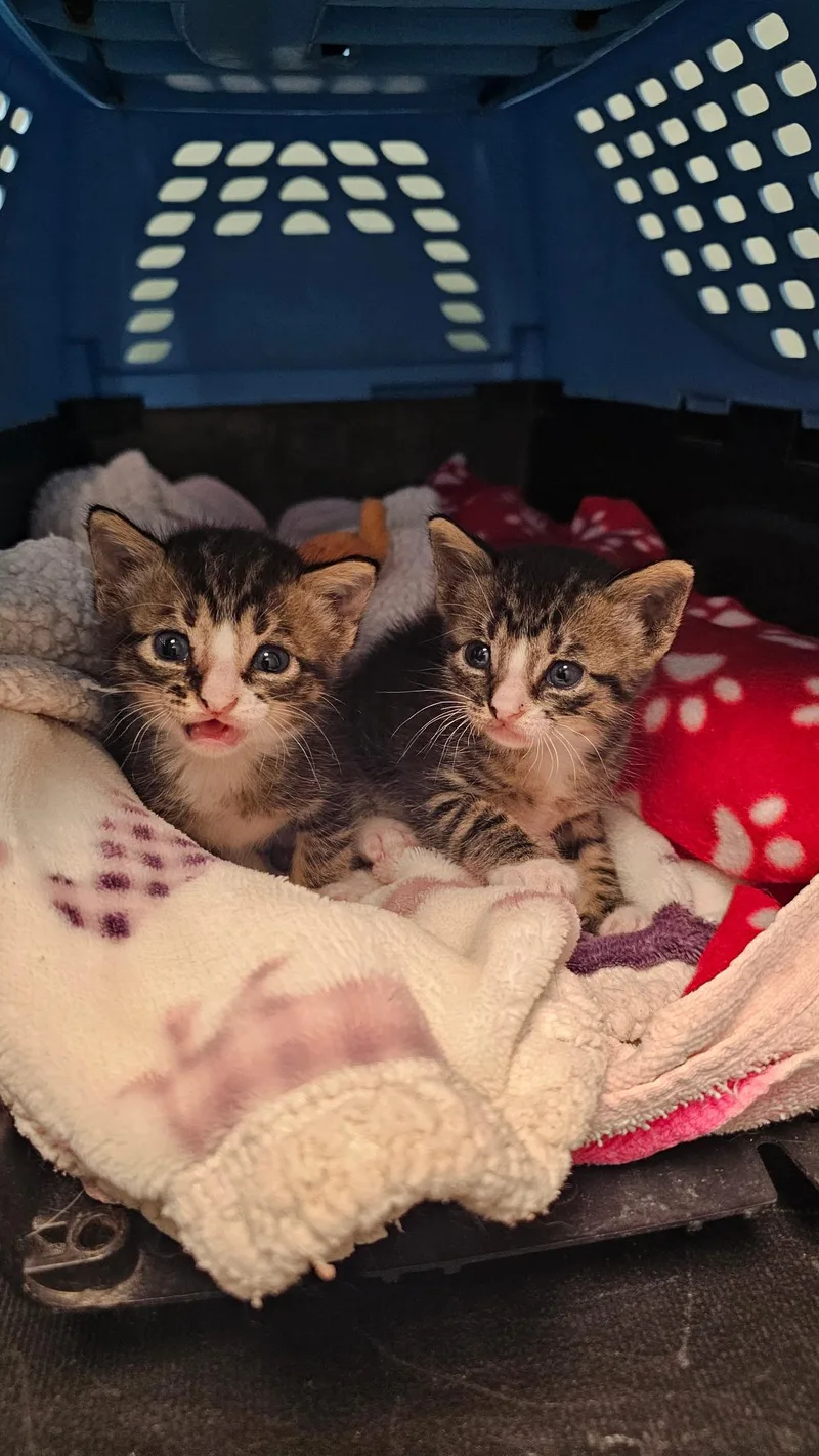 A baby medium-sized female Black Domestic Short Hair cat named Thelma & Louise for adoption in Lago Vista, TX