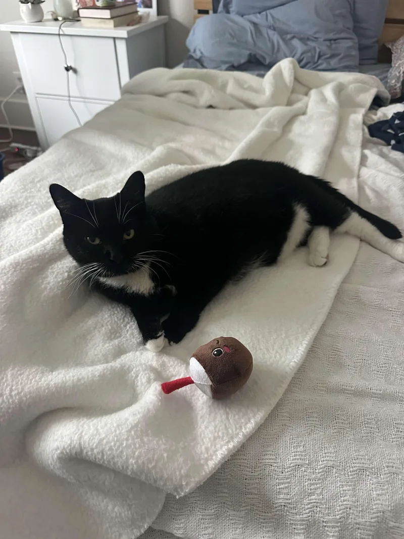 Coconut Tree thumbnail 2