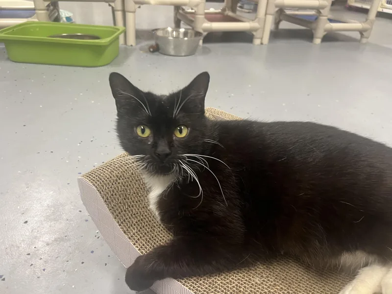 Coconut Tree thumbnail 3