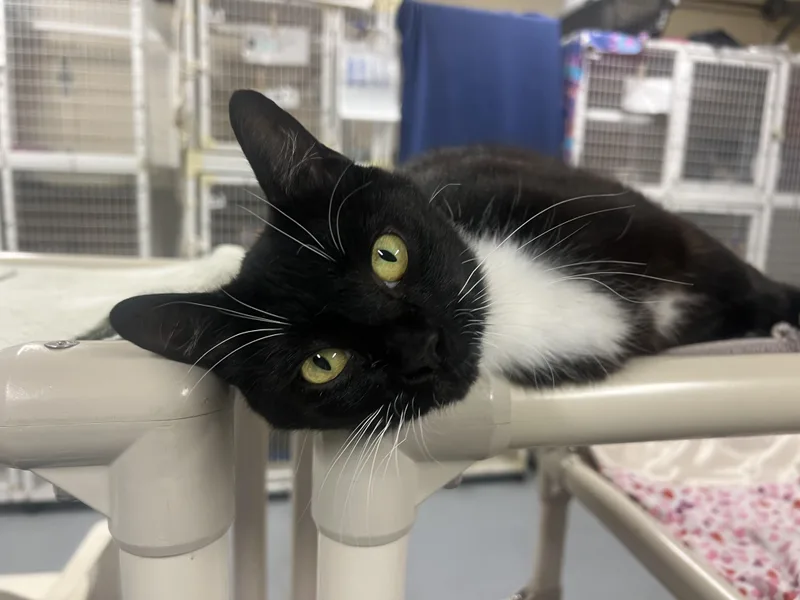 Coconut Tree thumbnail 4