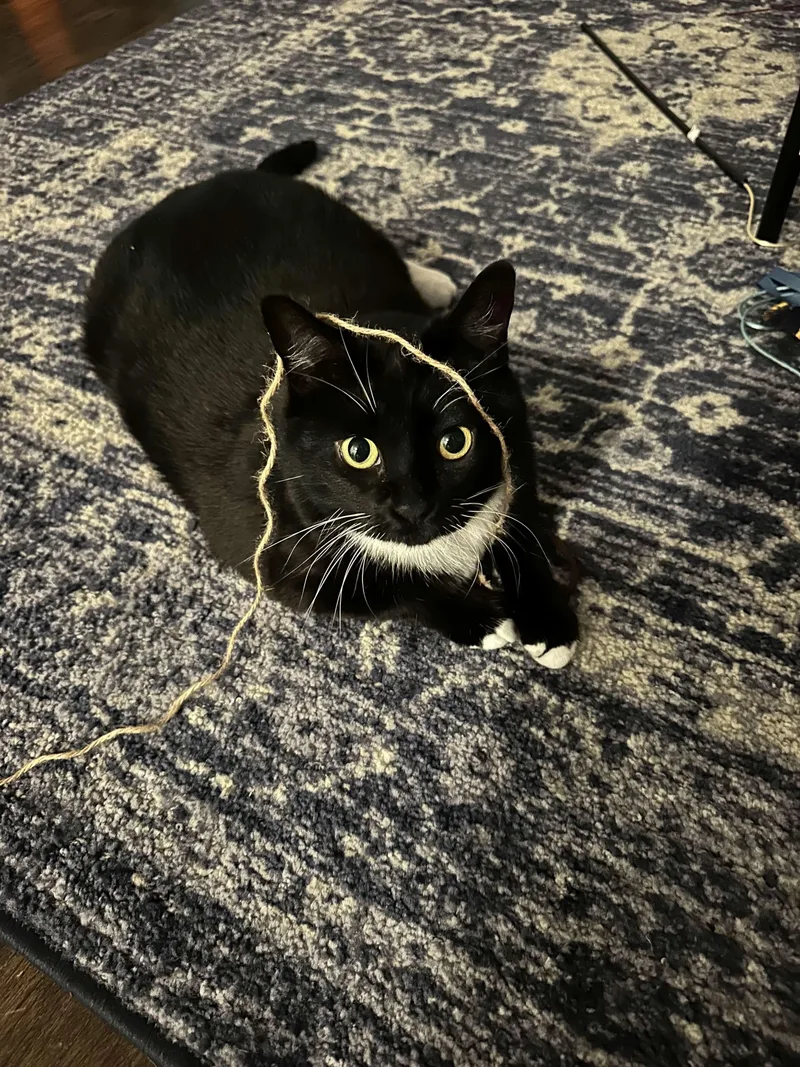 Coconut Tree thumbnail 5