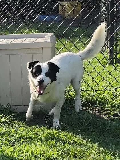 An adult medium-sized male Border Collie dog named Penguin for adoption in Conway, SC