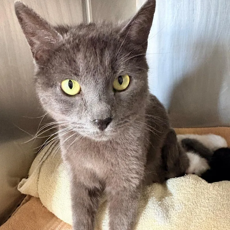 An adult medium-sized female Gray / Blue / Silver Domestic Short Hair cat named April for adoption in Blackfoot, ID