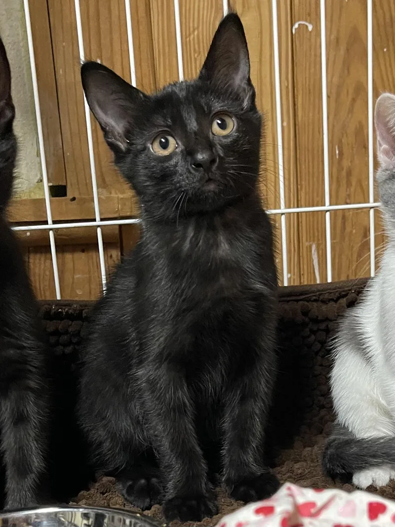 A baby medium-sized female Black Domestic Short Hair cat named Starlight for adoption in Warren, NJ