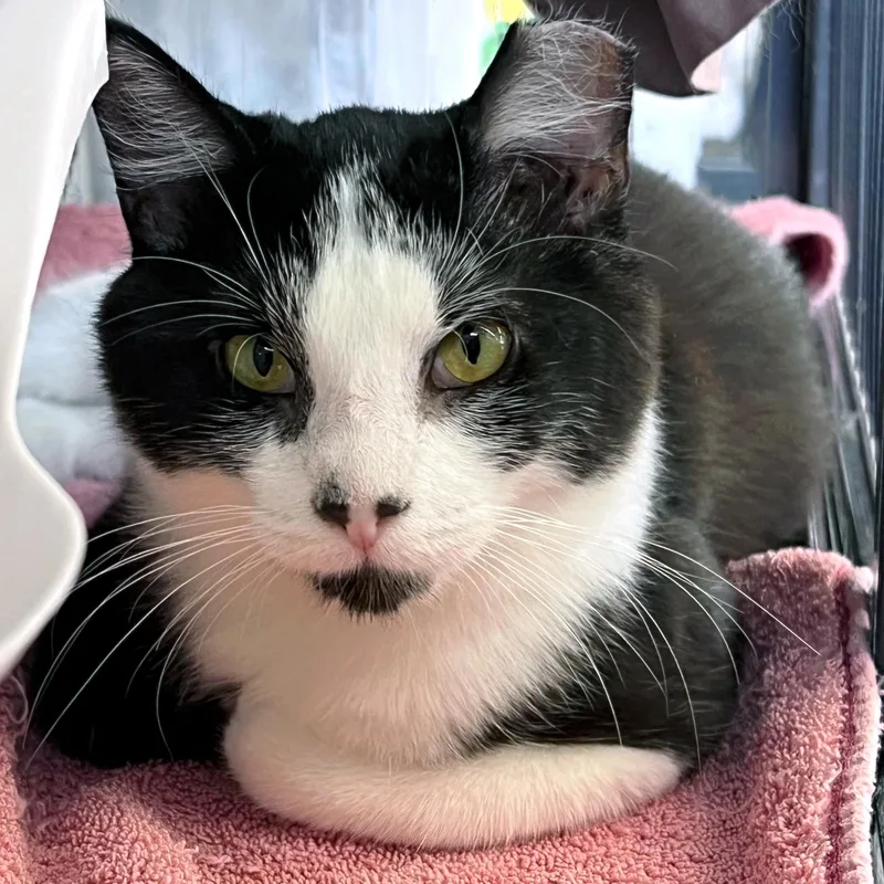 A baby medium-sized female Black & White / Tuxedo Domestic Short Hair cat named Portia for adoption in St. Louis, MO