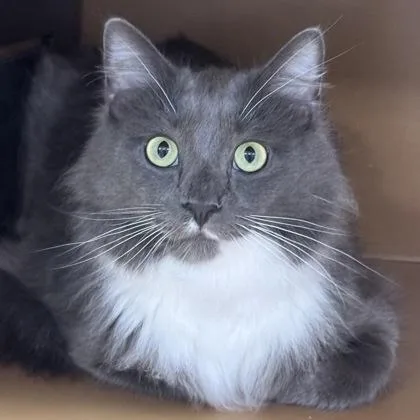 A young large-sized male Domestic Medium Hair cat named Barcelona $ @ Petsmart for adoption in Seneca, SC