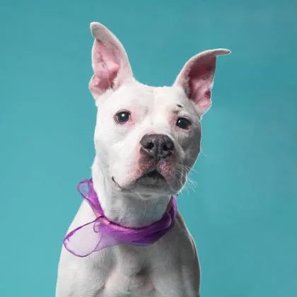 An adult medium-sized male Pit Bull Terrier dog named Earl for adoption in Atlanta, GA