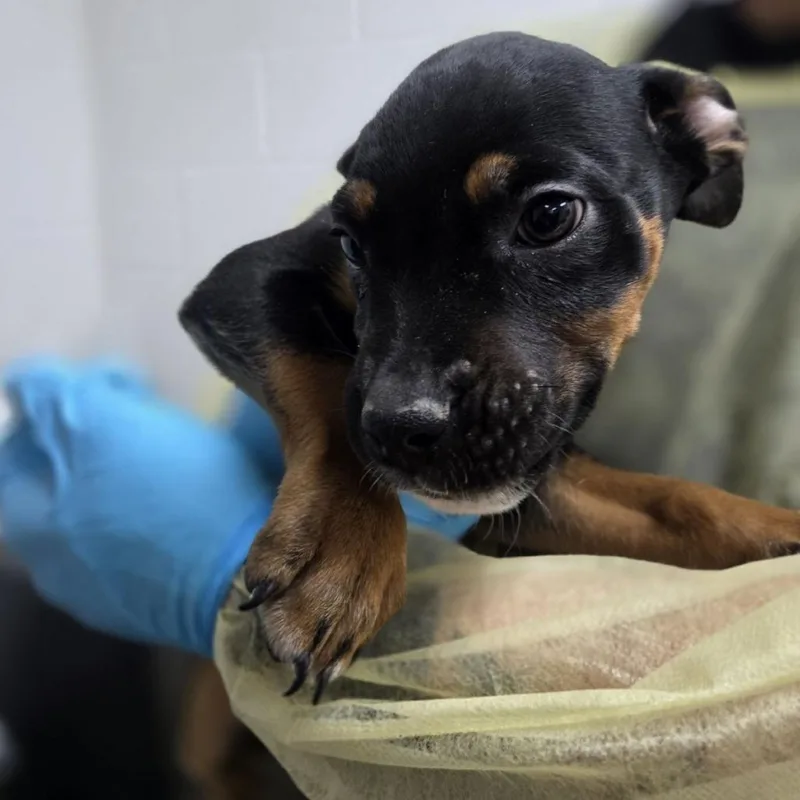 A baby small-sized male Black American Bulldog dog named Bigfoot for adoption in Incline Village, NV