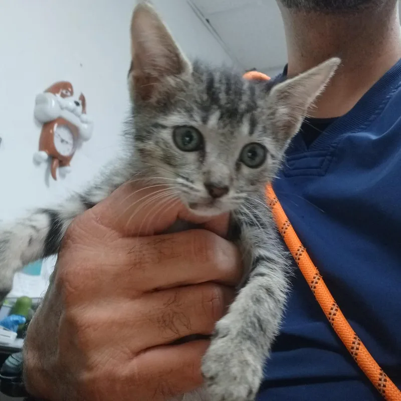 A baby small-sized female Domestic Short Hair cat named Estrella for adoption in Guaynabo, PR