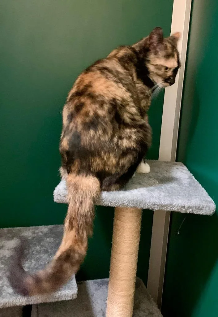 A baby medium-sized female Domestic Short Hair cat named Lydia for adoption in Thayne, WY