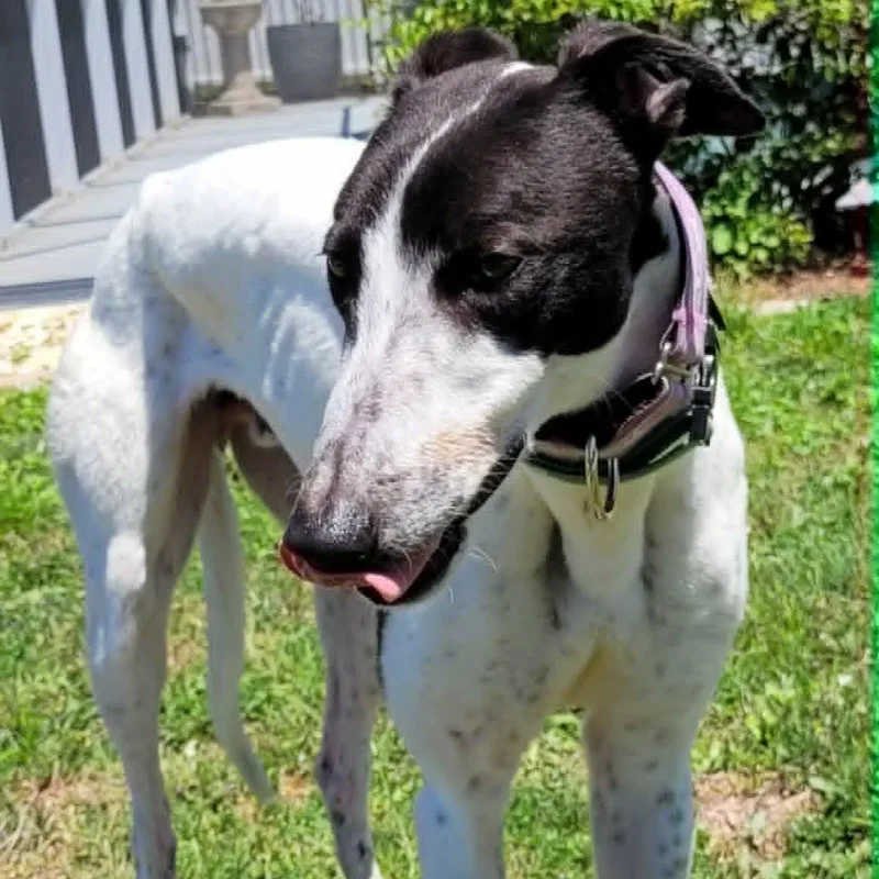 A young large-sized male White / Cream Greyhound dog named Savana Pickle for adoption in North Port, FL