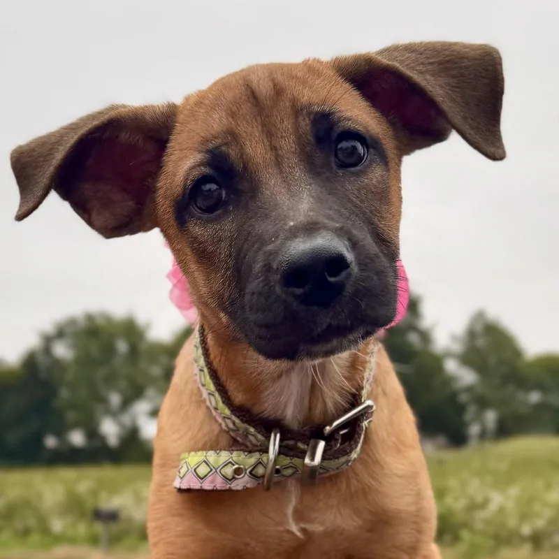A baby medium-sized female Rhodesian Ridgeback dog named Talia for adoption in Cordova, TN
