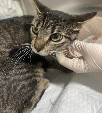 An adult medium-sized female Domestic Short Hair cat named Strawberry Shortcake for adoption in Pensacola, FL