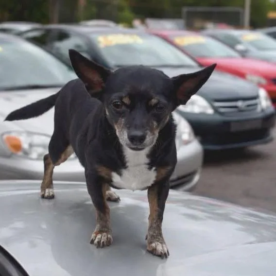 An adult small-sized female Mixed Breed dog named Lana for adoption in North Port, FL
