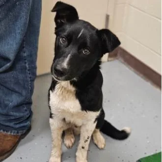 A young medium-sized male Border Collie dog named Bentley for adoption in Fairfax, VA