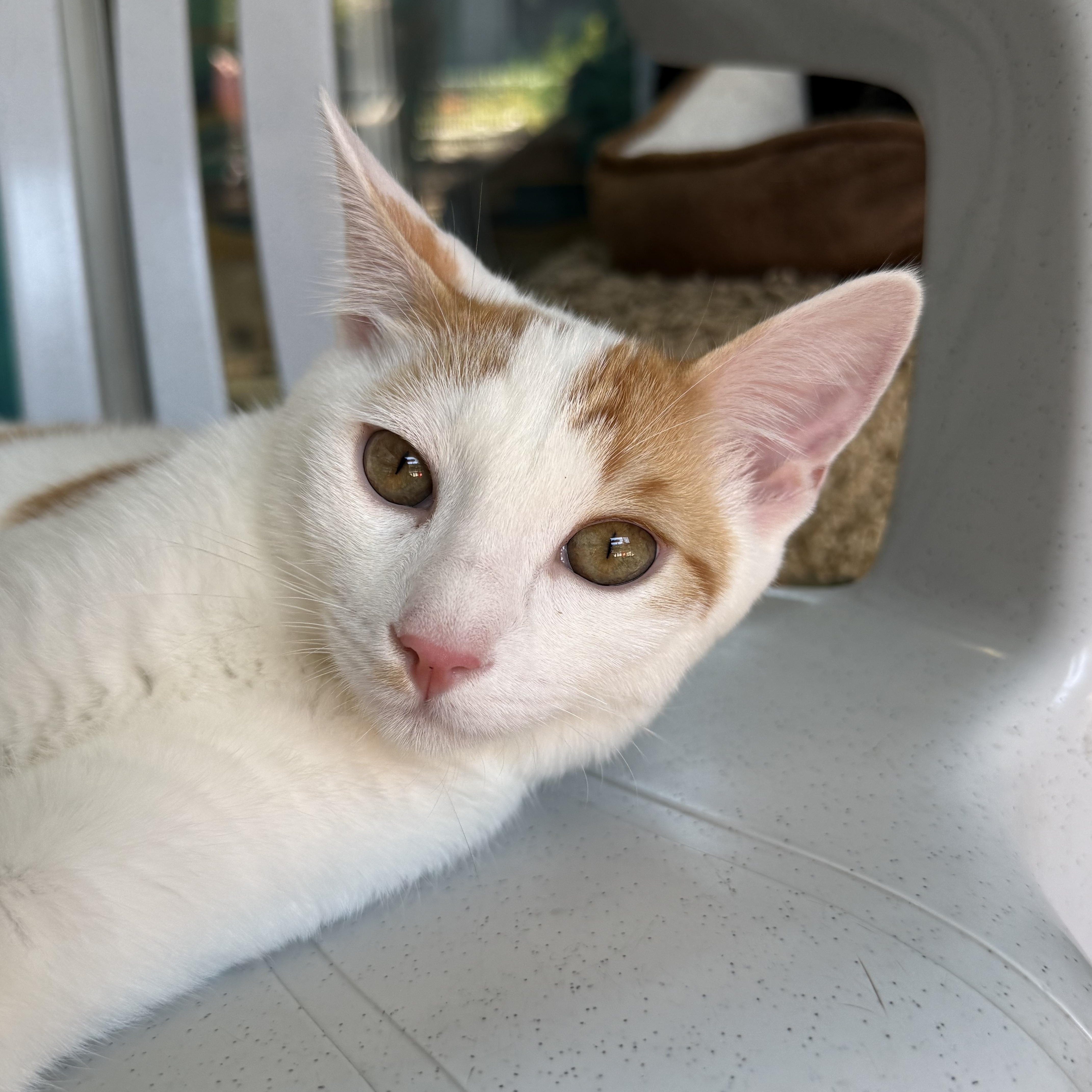 A young medium-sized male Tabby cat named Papaya for adoption in Newport Beach, CA