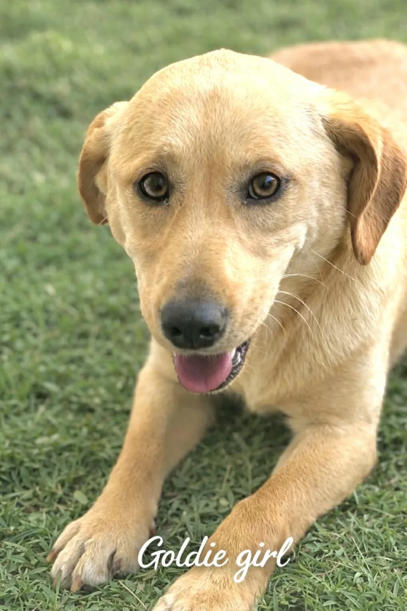 Goldie Girl thumbnail 2