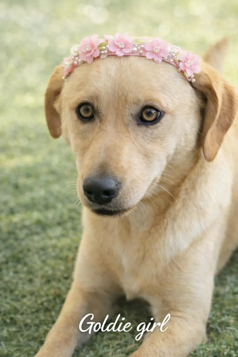 Goldie Girl thumbnail 5