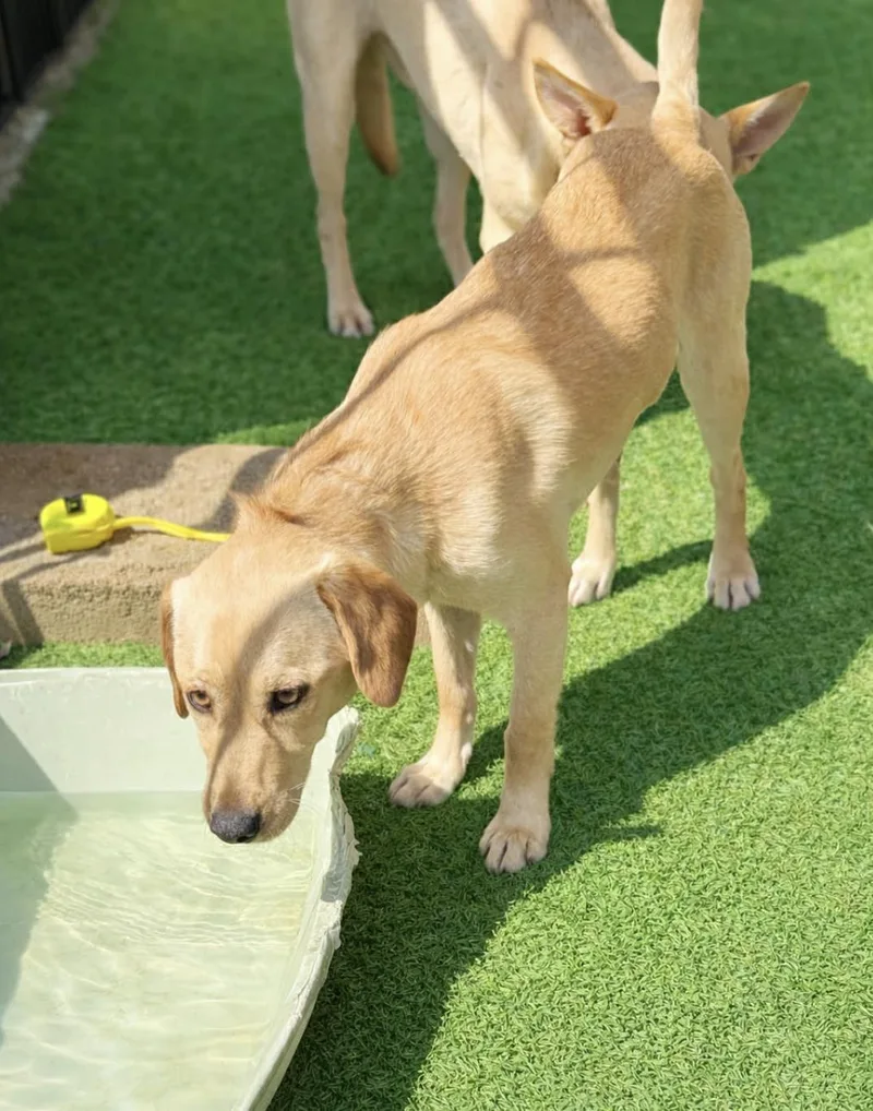 Goldie Girl thumbnail 6