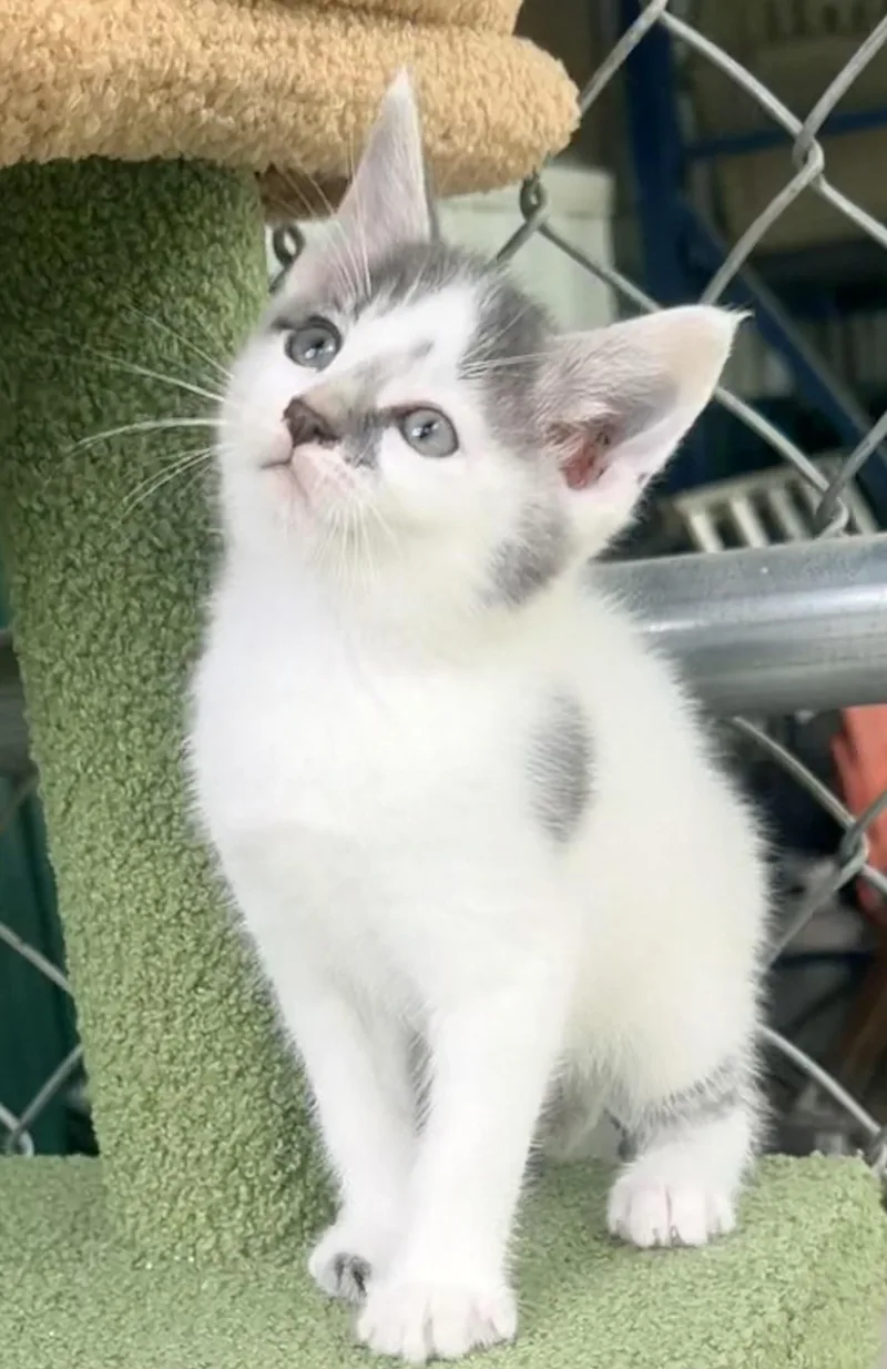 A baby medium-sized male Gray & White Tabby cat named Tetra for adoption in Pittsburgh, PA