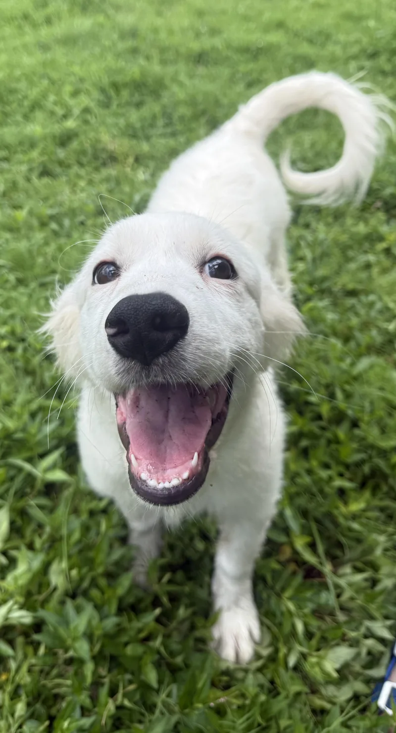 A baby medium-sized female Mixed Breed dog named Opal for adoption in Memphis, TN