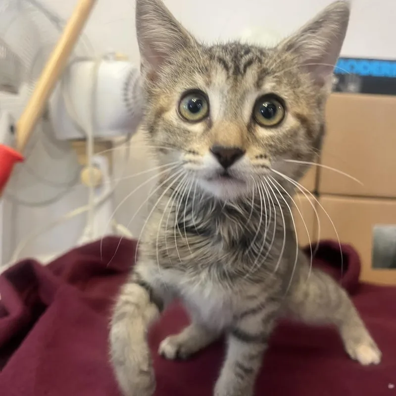 A baby small-sized female Buff / Tan / Fawn Domestic Short Hair cat named Cardi B for adoption in San Antonio, TX