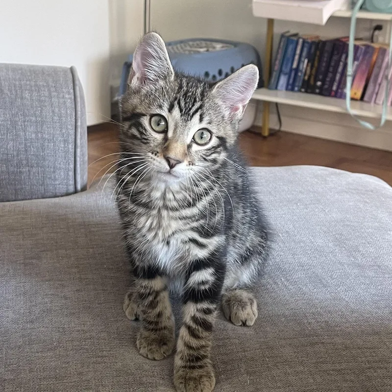 A baby medium-sized male Tabby (Brown / Chocolate) Domestic Short Hair cat named Duke for adoption in Renton , WA