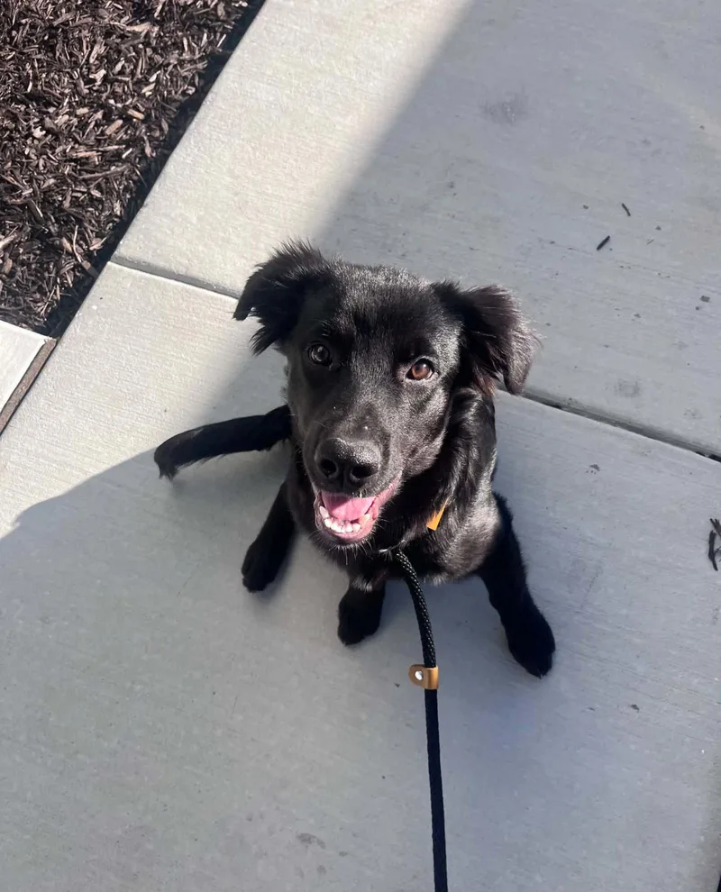 A young medium-sized male Shepherd dog named Randal for adoption in Salt Lake City, UT