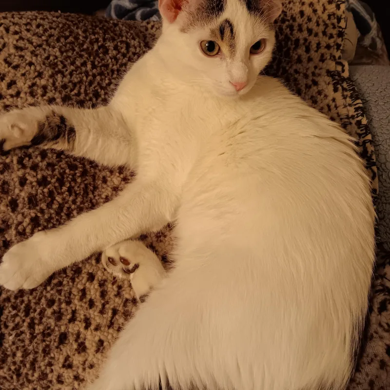 An adult large-sized male Domestic Short Hair cat named Jason for adoption in St. Charles, IL