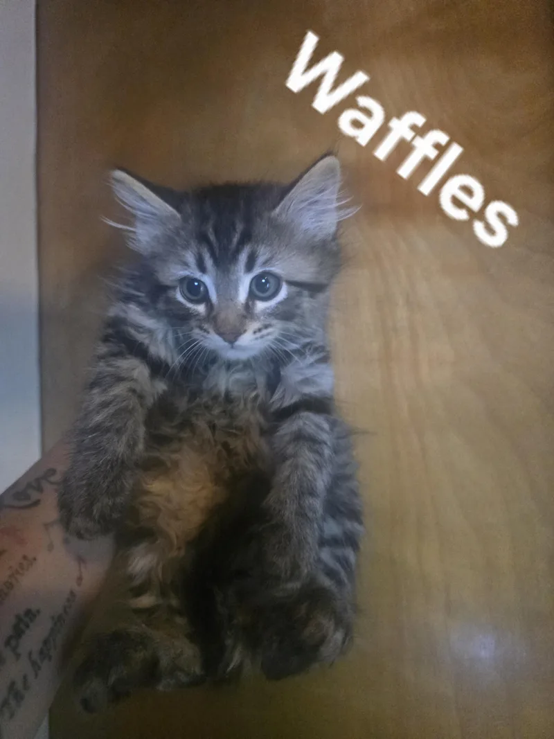 A baby medium-sized male Tabby (Brown / Chocolate) Domestic Medium Hair cat named Waffles for adoption in Gardnerville, NV