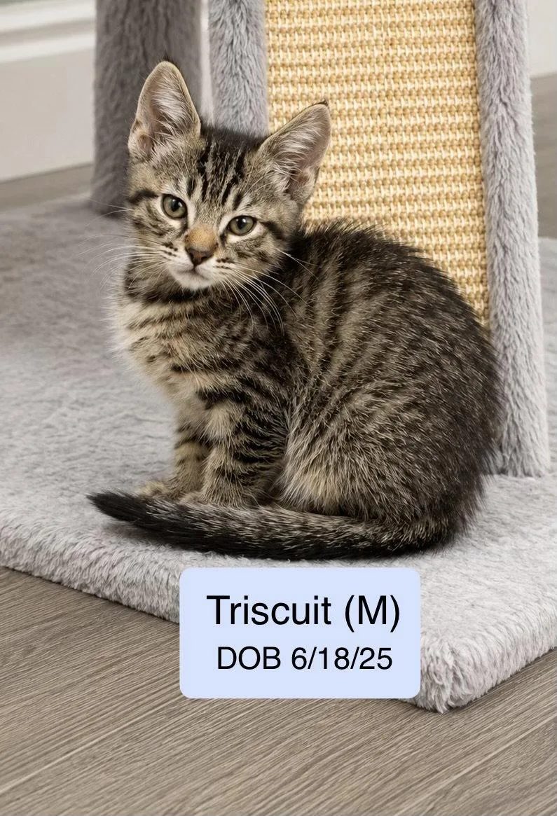 A baby medium-sized male Domestic Short Hair cat named Triscuit for adoption in Vacaville, CA