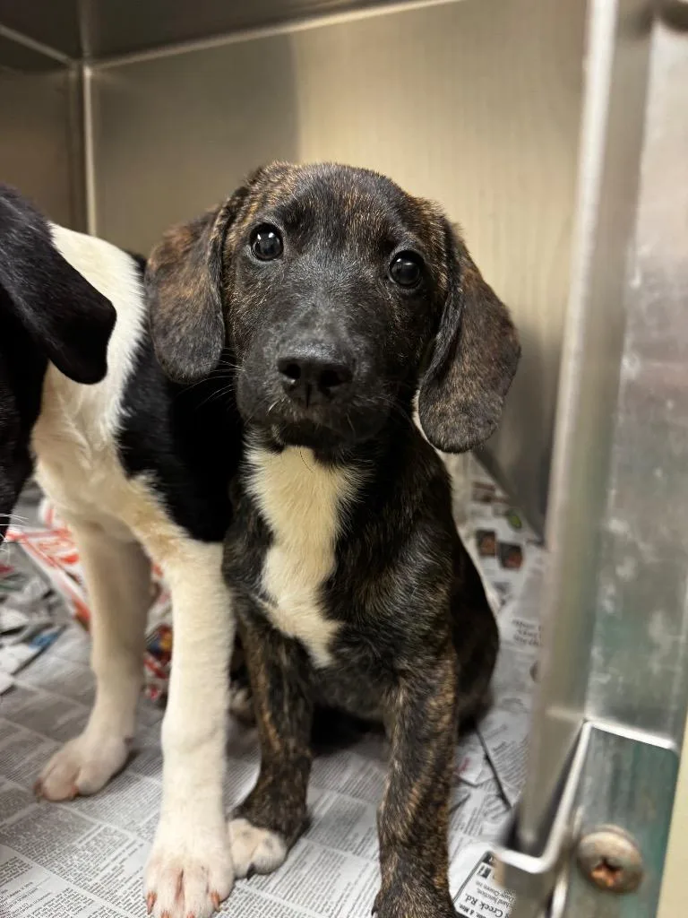 A baby medium-sized male Mixed Breed dog named Doc for adoption in Ellijay, GA