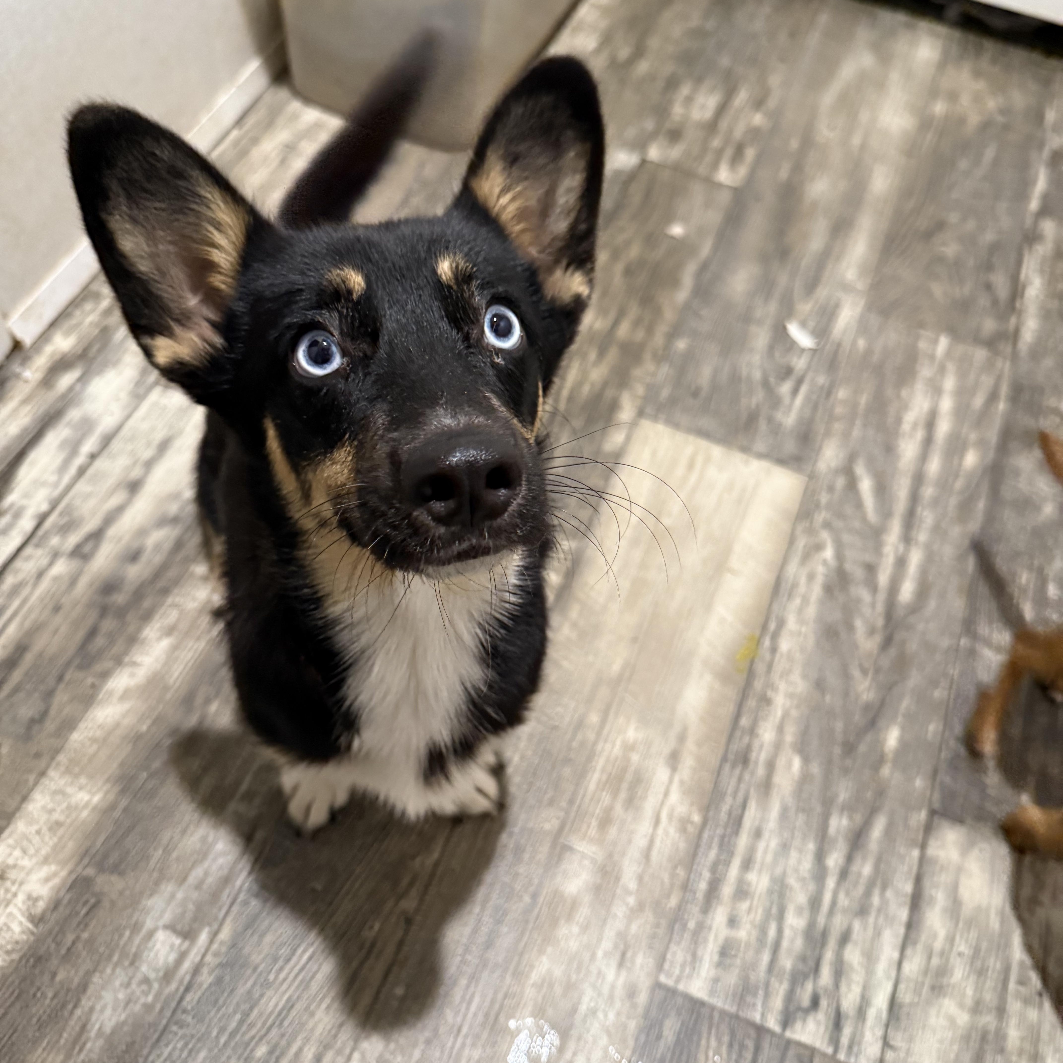 A young small-sized female Tricolor (Brown, Black, & White) Corgi dog named River for adoption in Oklahoma City, OK