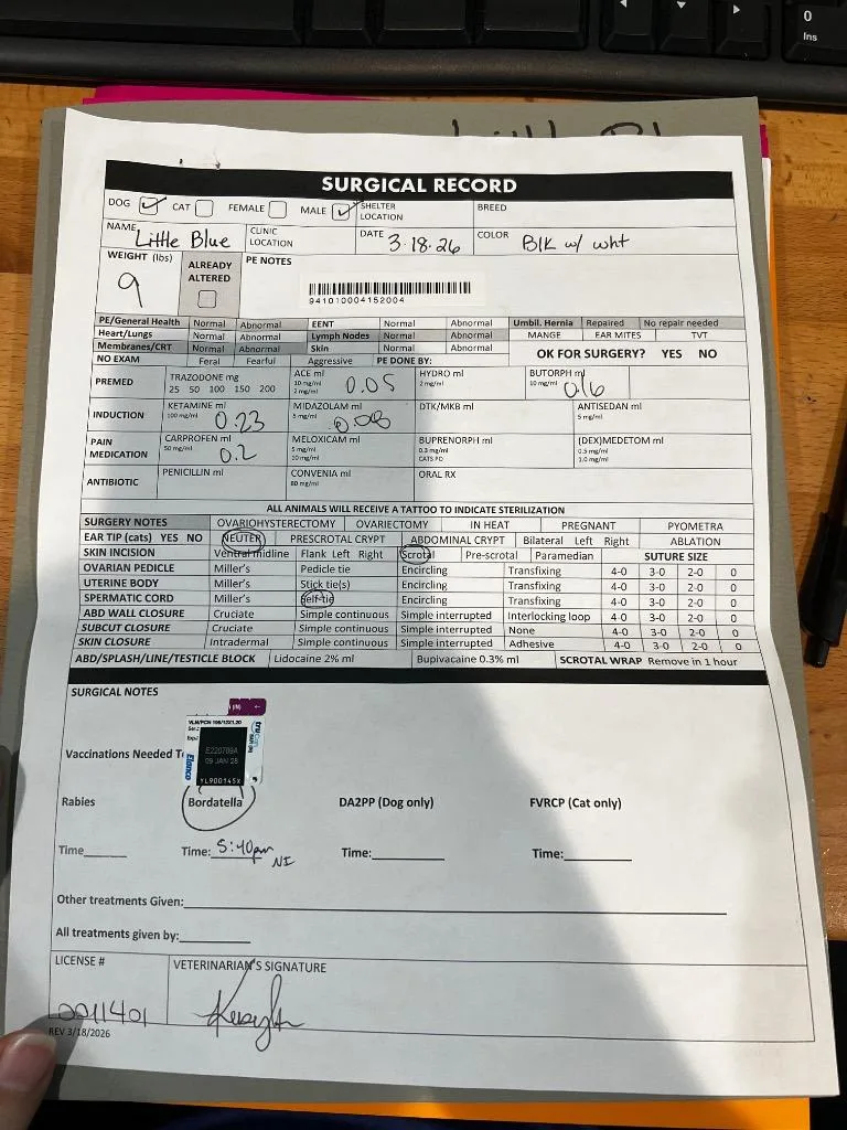 Little Blue thumbnail 2