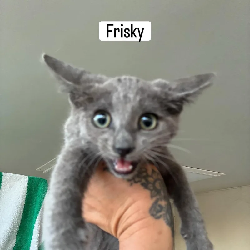 A baby small-sized male Gray / Blue / Silver Domestic Short Hair cat named Frisky for adoption in Calimesa, CA