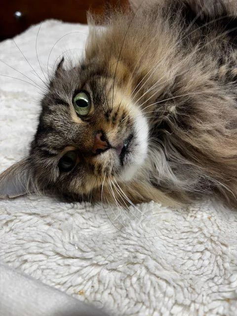An adult medium-sized female Domestic Long Hair cat named Emma for adoption in Lafayette, LA