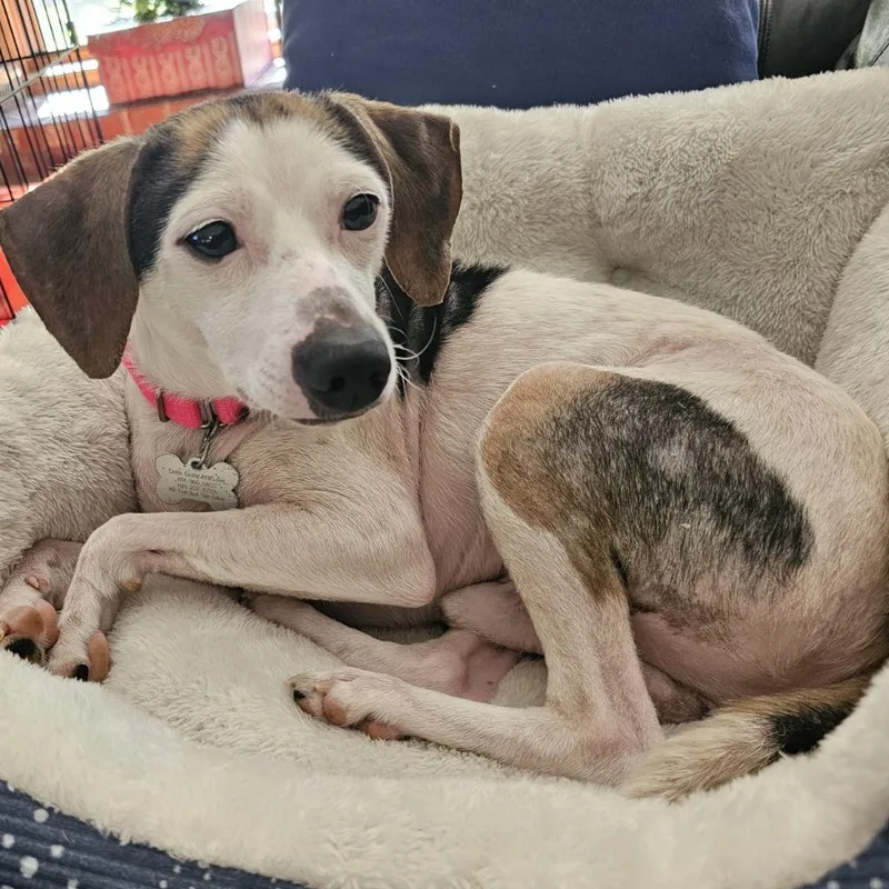 A young medium-sized male Mixed Breed dog named Tom Thumb for adoption in State College, PA