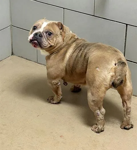 An adult medium-sized female Yellow / Tan / Blond / Fawn Mixed Breed dog named Sandi for adoption in Nashville, TN