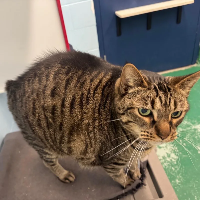 A senior extra large-sized male Gray / Blue / Silver Domestic Short Hair cat named Scooter for adoption in Pekin, IL