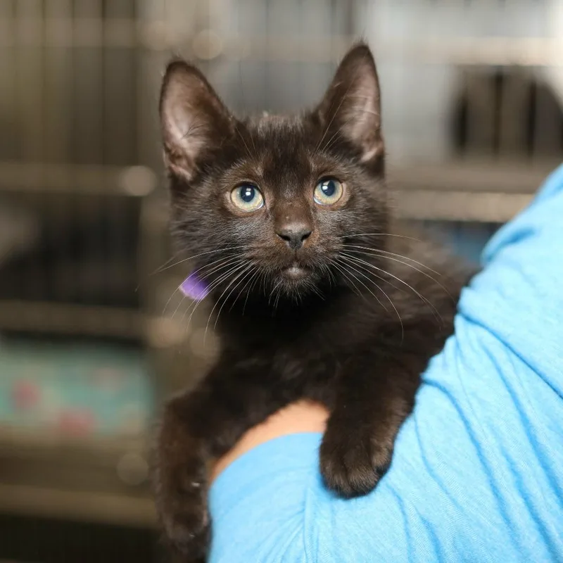 A baby small-sized female Black Domestic Short Hair cat named Orbit Flo for adoption in Evansville, IN