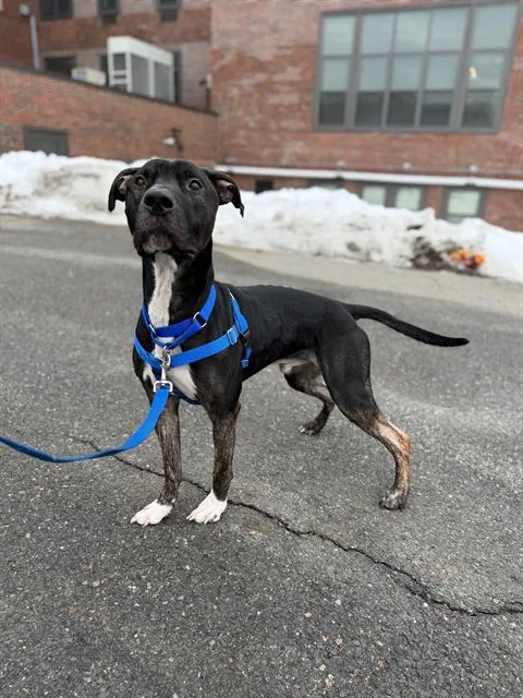 An adult medium-sized male Pit Bull Terrier dog named Panther for adoption in Boston, MA