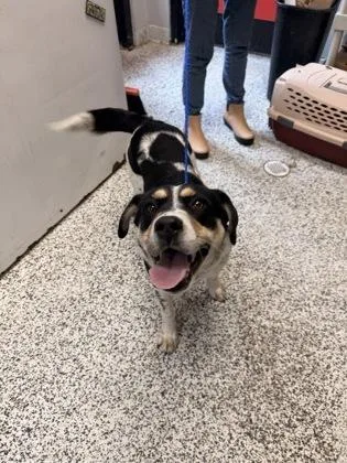 An adult medium-sized female Mixed Breed dog named Hollyhock for adoption in West Chester, PA