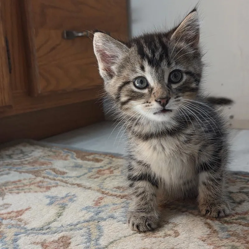 A baby small-sized male Brown / Chocolate Domestic Short Hair cat named Pugsley for adoption in Bristol, IN