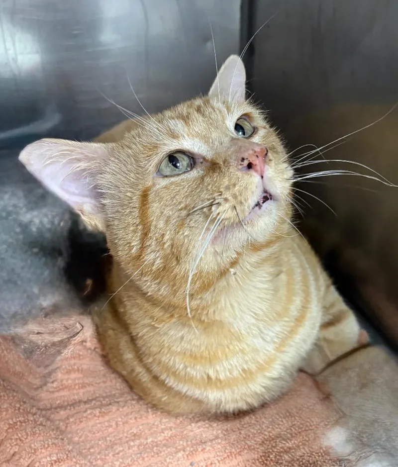 A young large-sized male Domestic Medium Hair cat named Orange Boy for adoption in Little Rock, AR