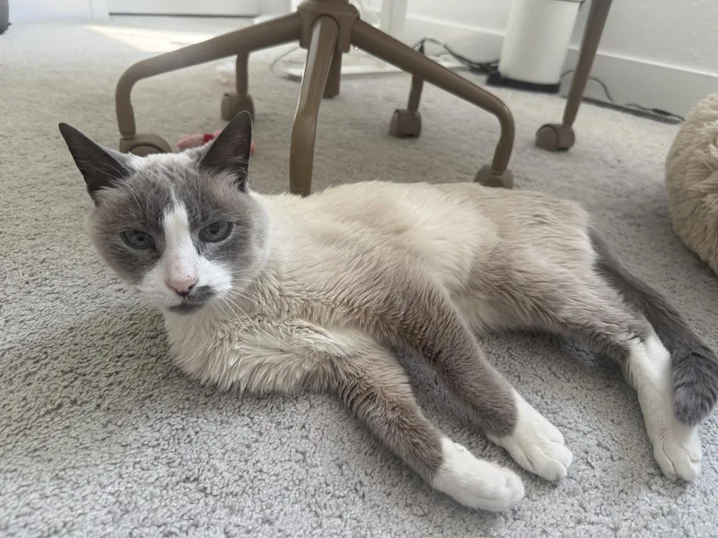 An adult small-sized female Siamese cat named Vera for adoption in Aurora, CO