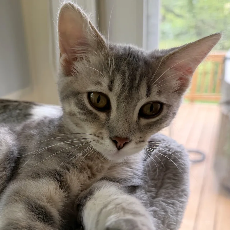A baby medium-sized female Tabby (Gray / Blue / Silver) Domestic Short Hair cat named Lemon Meringue for adoption in Apex, NC