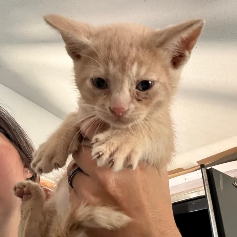 A baby small-sized male Orange / Red Domestic Short Hair cat named Finley for adoption in Yucaipa, CA