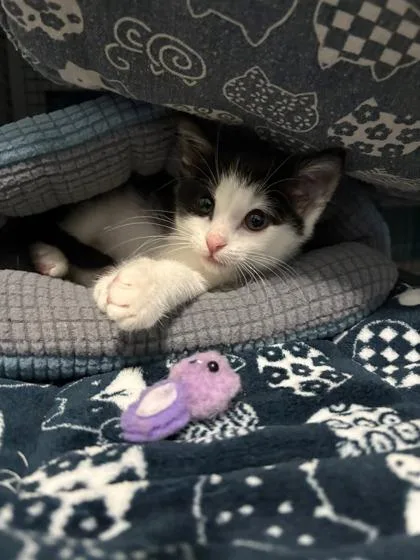 A young small-sized female Domestic Short Hair cat named B Bella for adoption in North Charleston, SC