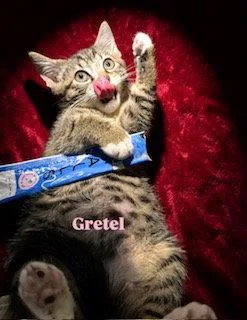 A baby medium-sized female Domestic Short Hair cat named Gretel for adoption in Spring Lake, NJ